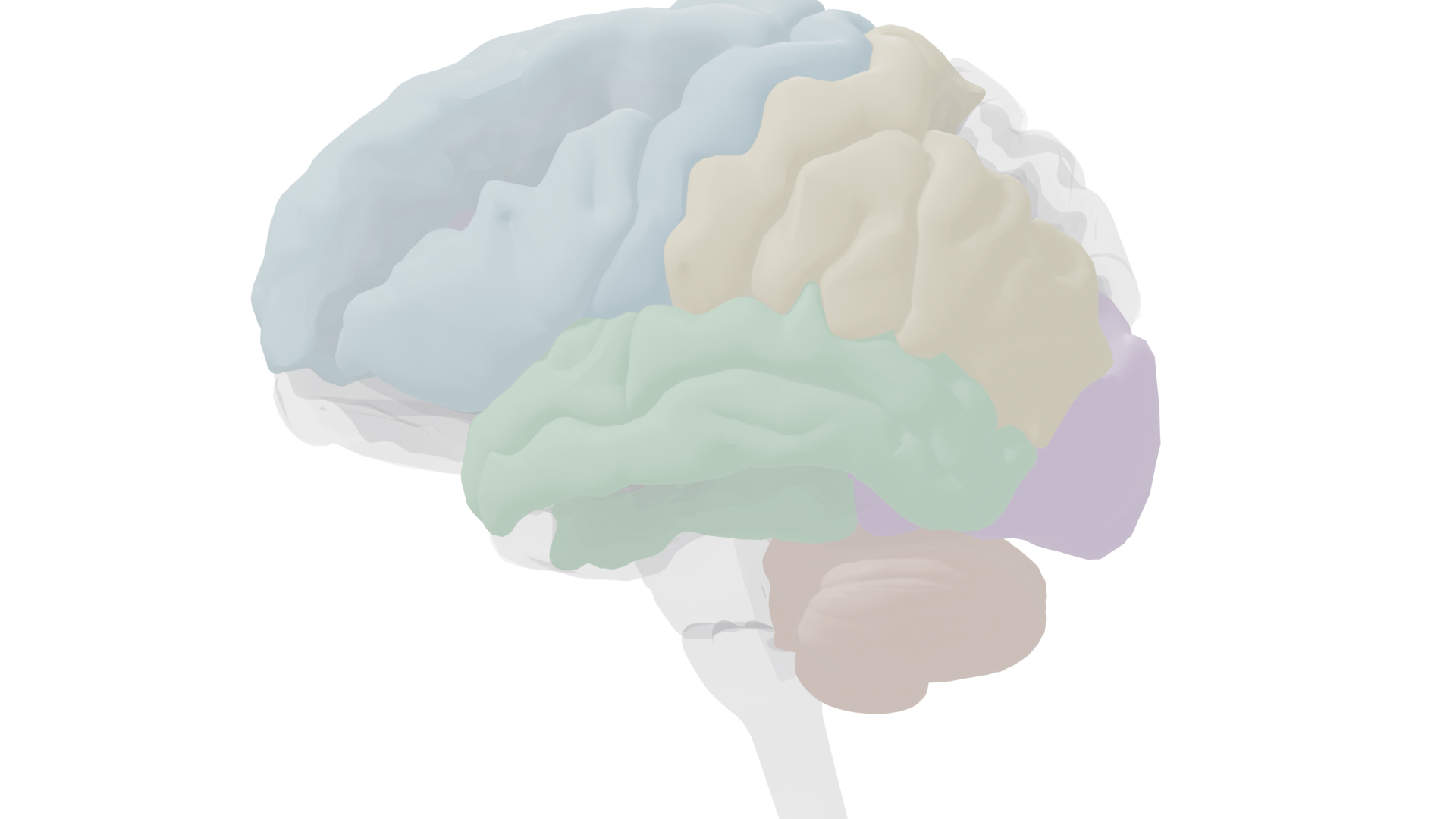 Midsagittal view showing corpus callosum and medial language-related structures